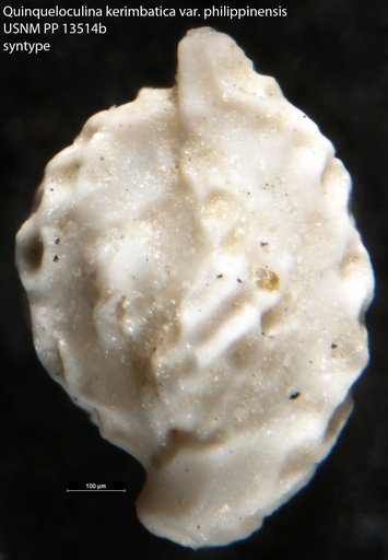 Quinqueloculina kerimbatica var. philippinensis Cushman, 1921