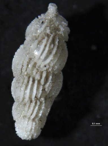 Uvigerina peregrina Cushman, 1923