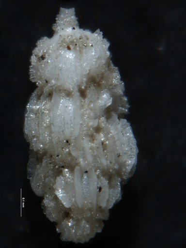 Uvigerina peregrina Cushman, 1923