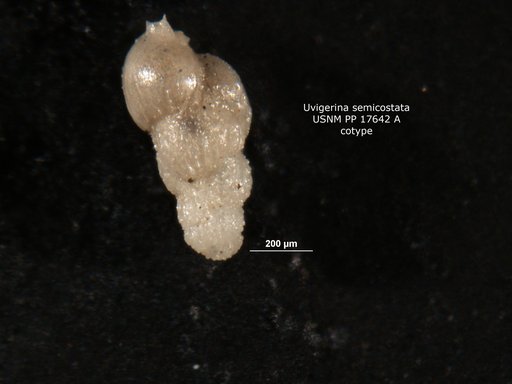 Uvigerina semicostata Cushman, 1923