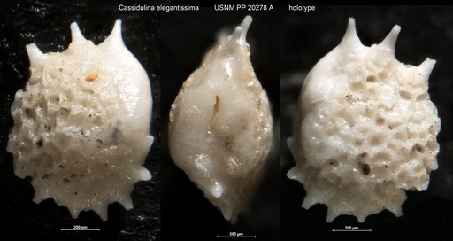 Cassidulina elegantissima Cushman, 1925