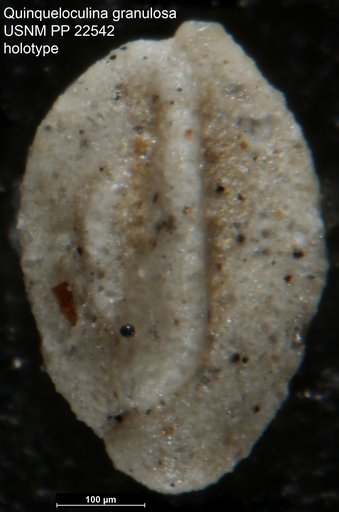 Quinqueloculina granulosa Natland, 1938