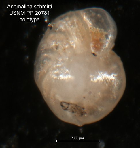 Anomalina schmitti Cushman & Wickenden, 1929