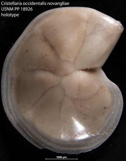 Cristellaria occidentalis var. novangliae Cushman, 1923