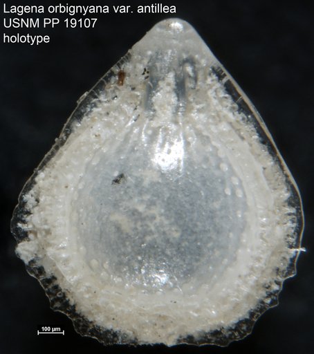 Lagena orbignyana var. antillea Cushman, 1923