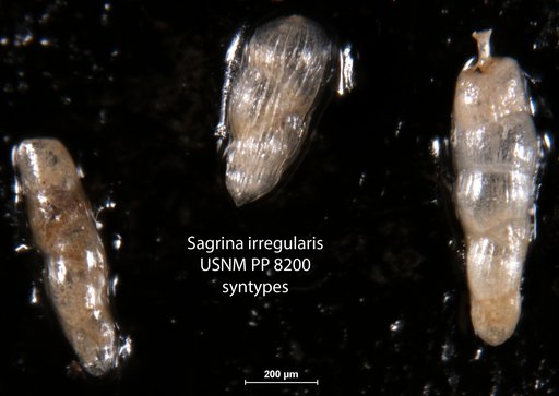 Sagraina irregularis Bagg, 1908