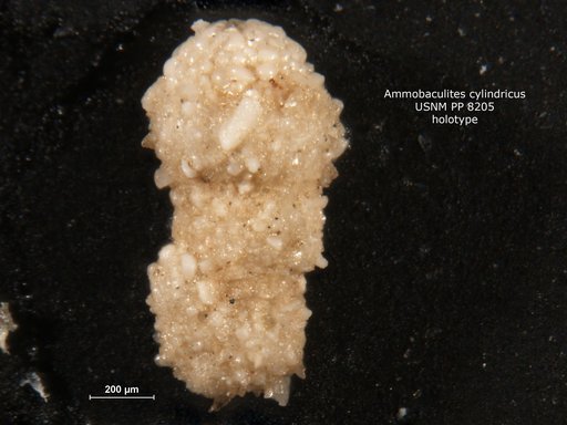 Ammobaculites cylindricus Cushman, 1910