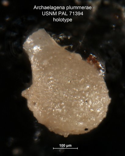 Archaelagena plummerae Harlton, 1927