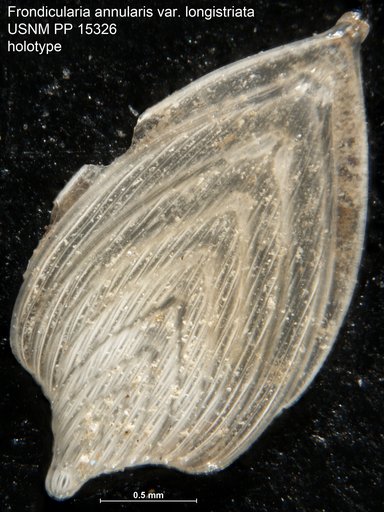Frondicularia annularis var. longistriata Cushman, 1821