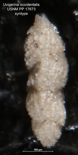 Uvigerina occidentalis Cushman, 1923