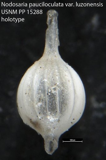 Nodosaria pauciloculata var. luzonensis Cushman, 1921