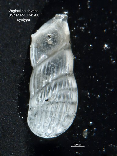 Vaginulina advena Cushman, 1923