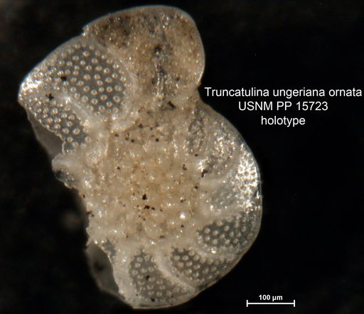 Truncatulina ungeriana var. ornata Cushman, 1921