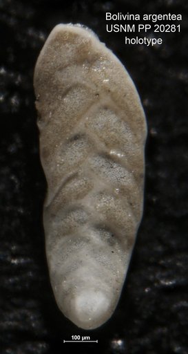 Bolivina argentea Cushman, 1926