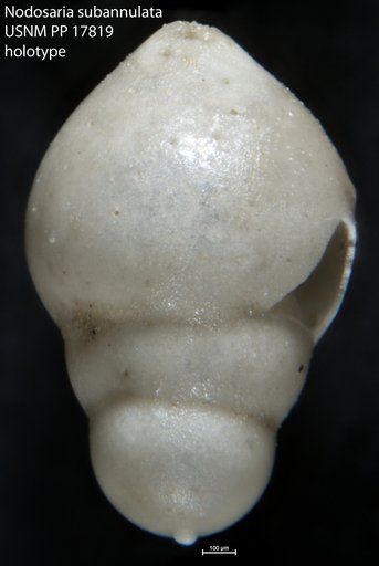 Nodosaria subannulata Cushman, 1923