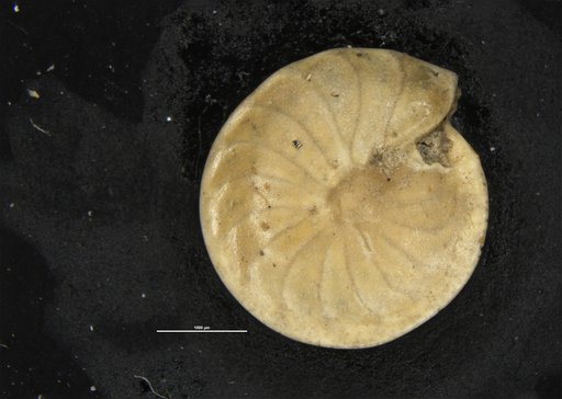 Cristellaria septentrionalis Cushman, 1923