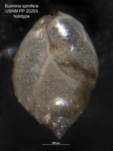 Bulimina spinifera Cushman, 1927
