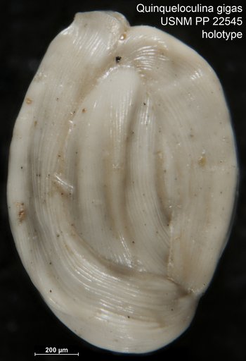 Quinqueloculina gigas Natland, 1938