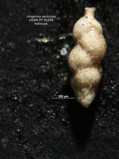 Uvigerina senticosa Cushman, 1927