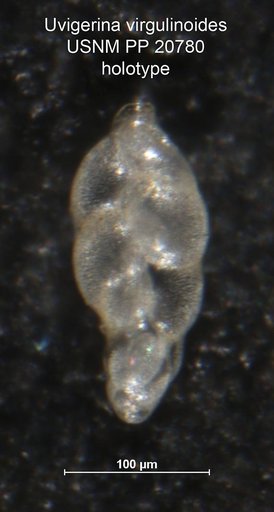 Uvigerina virgulinoides Cushman & Wickenden, 1929