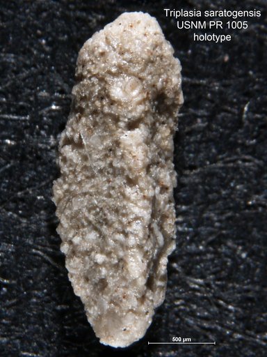 Triplasia saratogensis Loeblich & Tappan, 1952