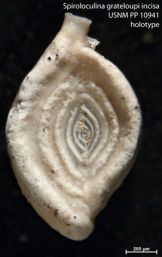 Spiroloculina grateloupi var. incisa Cushman, 1921