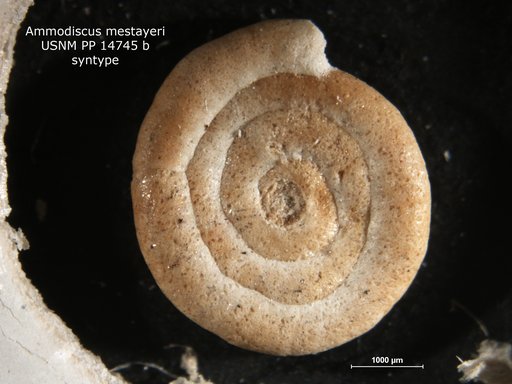 Ammodiscus mestayeri Cushman, 1919