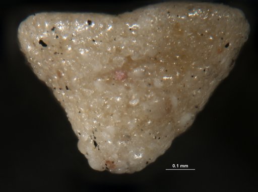 Textularia pseudotrochus Cushman, 1922