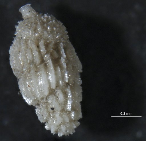 Uvigerina peregrina Cushman, 1923