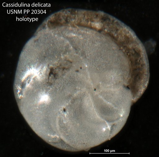 Cassidulina delicata Cushman, 1927