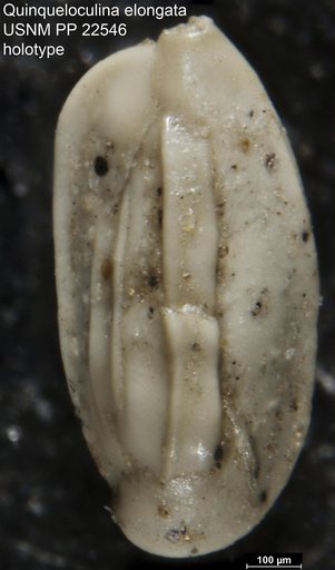 Quinqueloculina elongata Natland, 1938