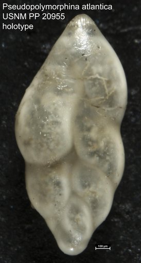 Pseudopolymorphina atlantica Cushman & Ozawa, 1930