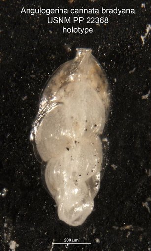Angulogerina carinata var. bradyana Cushman, 1932