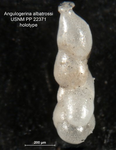 Angulogerina albatrossi Cushman, 1932