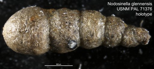 Nodosinella glennensis Harlton, 1927