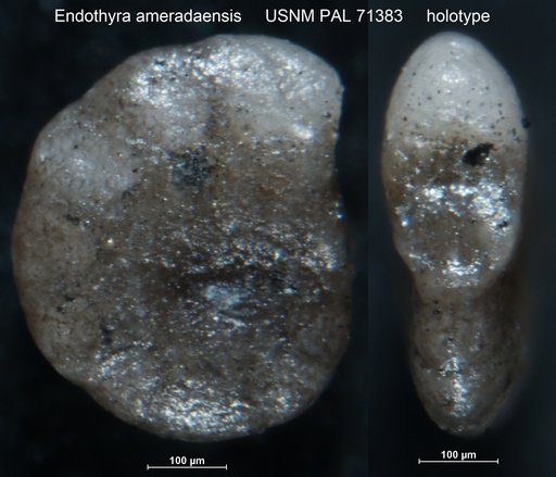 Endothyra ameradaensis Harlton, 1927