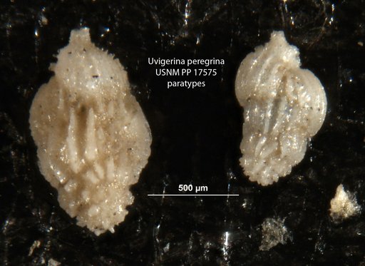 Uvigerina peregrina Cushman, 1923