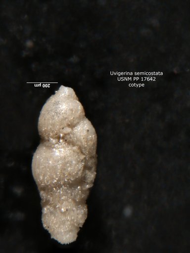 Uvigerina semicostata Cushman, 1923