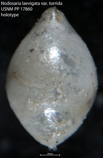 Nodosaria (Glandulina) laevigata var. torrida Cushman, 1923