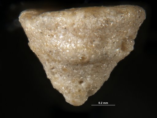Textularia pseudotrochus Cushman, 1922
