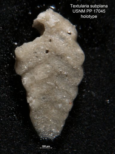 Textularia subplana Cushman, 1922