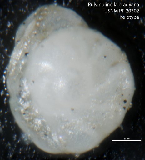Pulvinulinella bradyana Cushman, 1927
