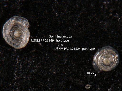 Spirillina arctica Cushman, 1933