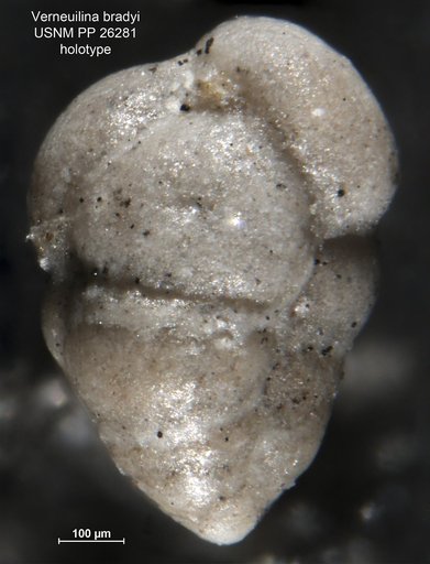 Verneuilina bradyi Cushman, 1911