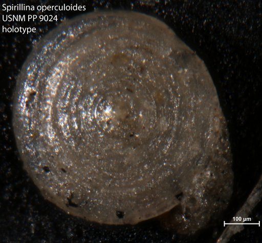 Spirillina operculoides Cushman, 1915