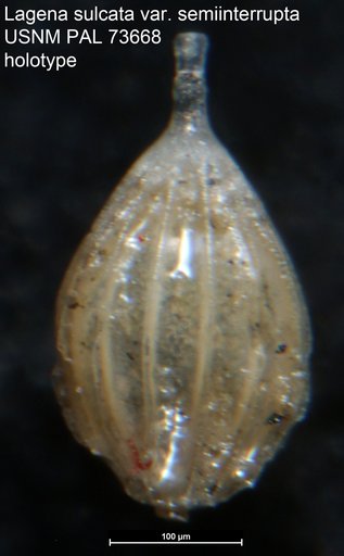 Lagena sulcata var. semiinterrupta Berry, 1929