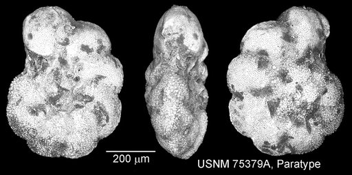 Globorotalia ? multiloculata Morrow, 1934