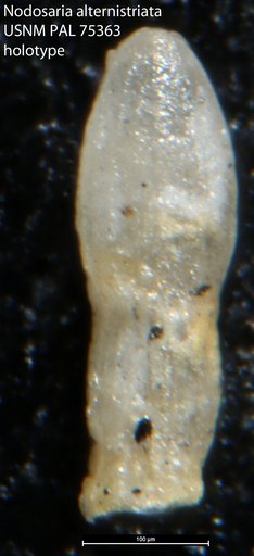 Nodosaria alternistriata Morrow, 1934