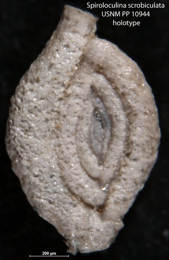 Spiroloculina scrobiculata Cushman, 1921