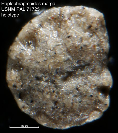 Haplophragmoides marga Harlton, 1928